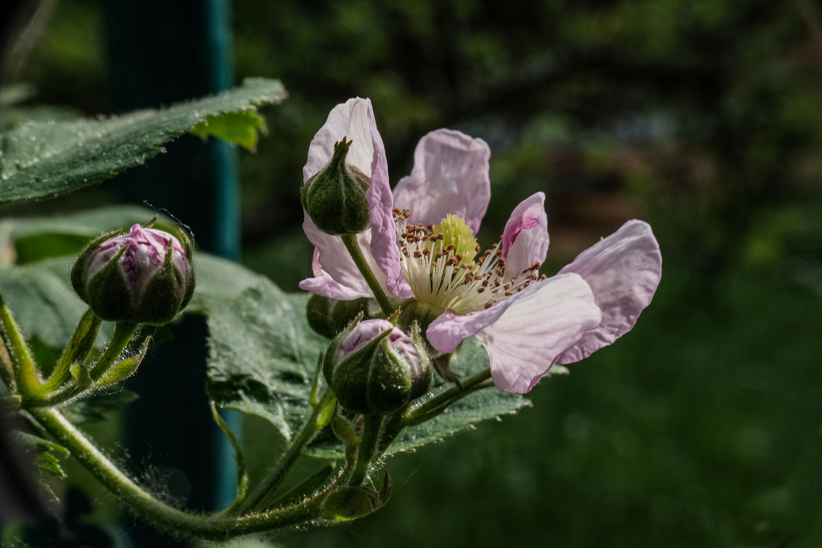 Es werden Blaubeeren