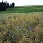 Es werden immer mehr Kornblumen