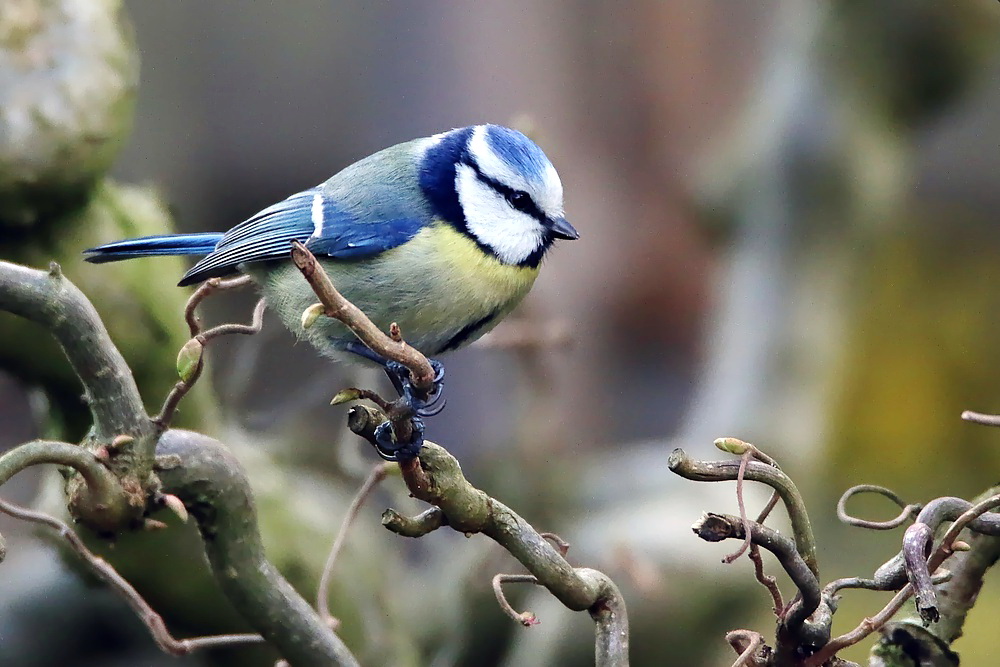 es werden immer weniger bei uns im Garten