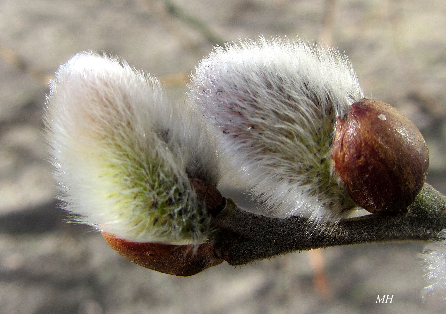 Es wid Frühling 1