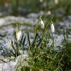 Es will doch nicht Frühling werden!