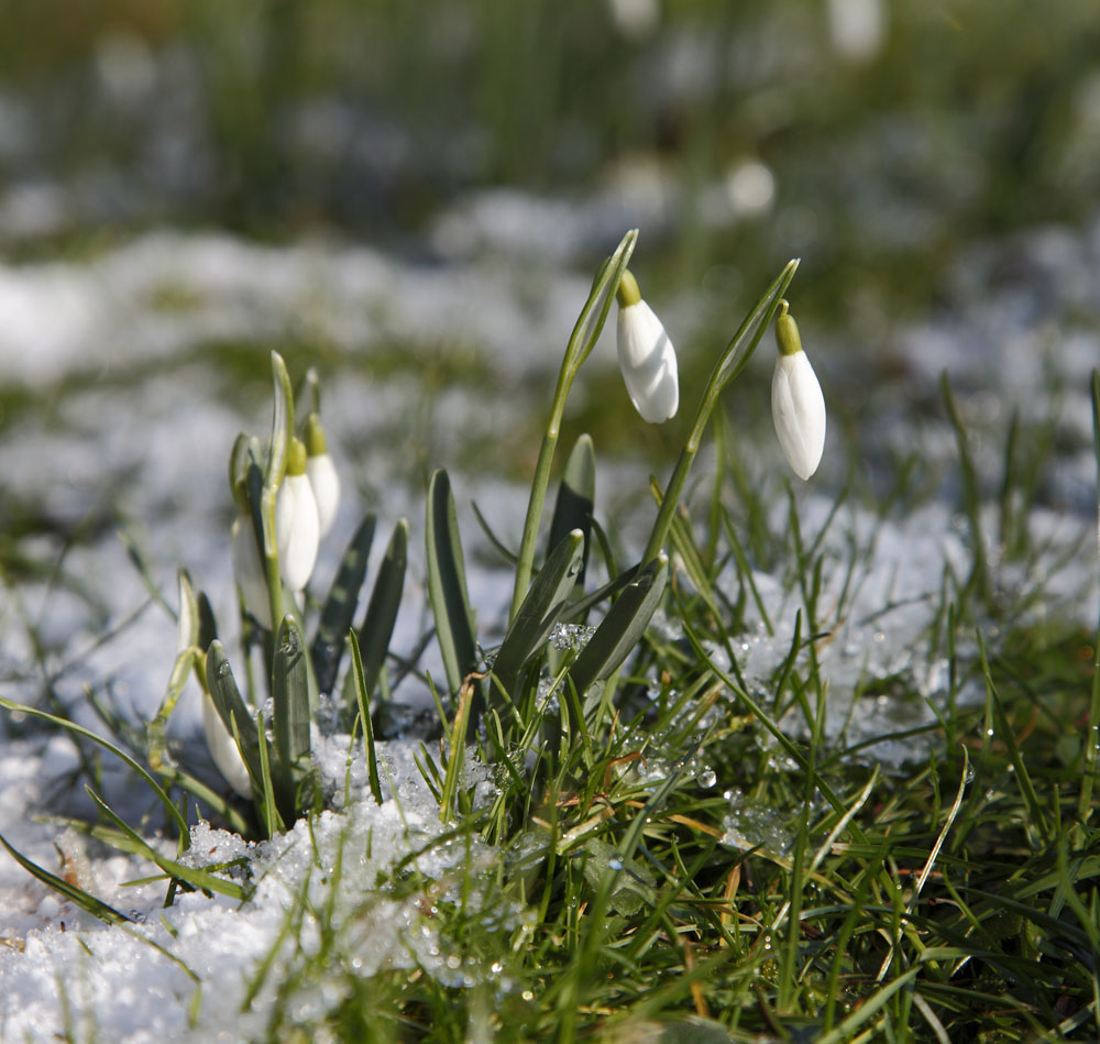 Es will doch nicht Frühling werden!