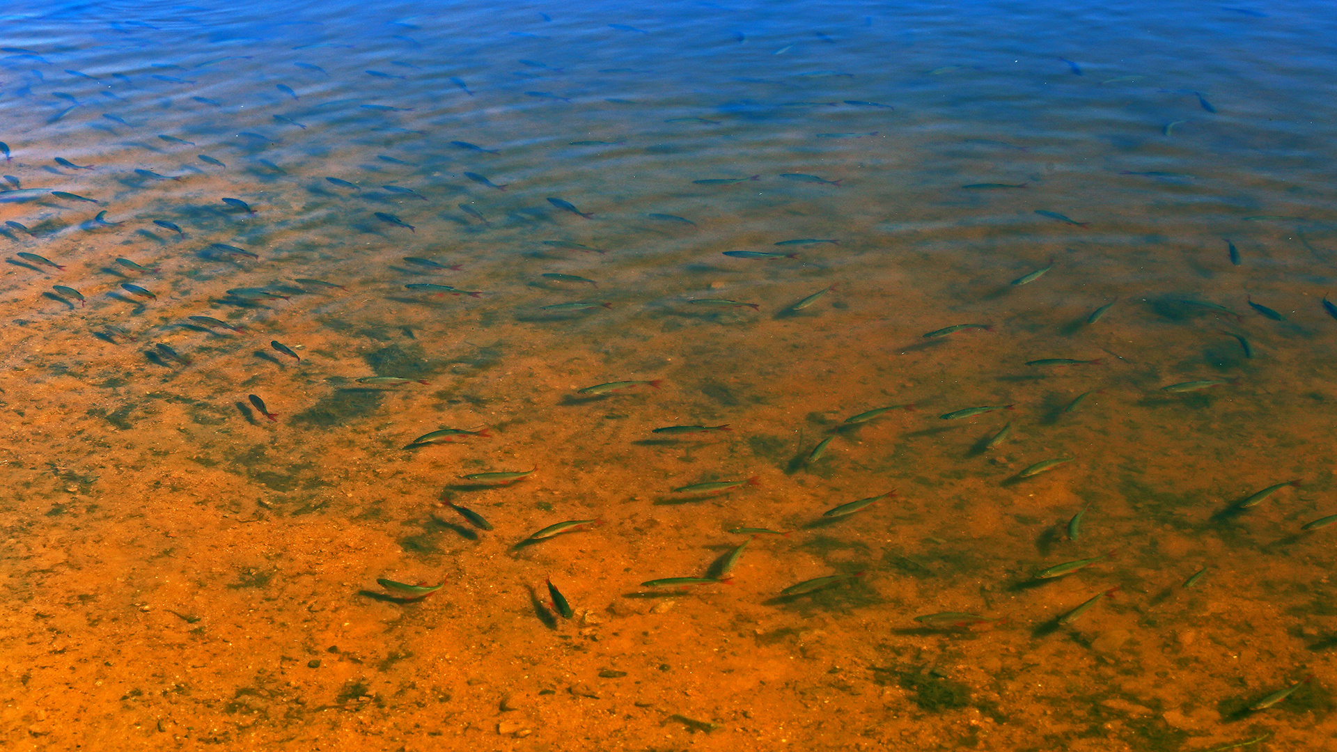 Es wimmelte von Fischen mit roten Flossen in diesem Bergsee...