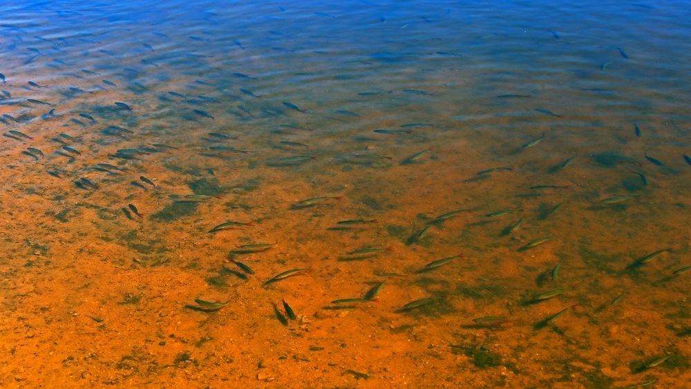 Es wimmelte von Fischen mit roten Flossen in diesem Bergsee...