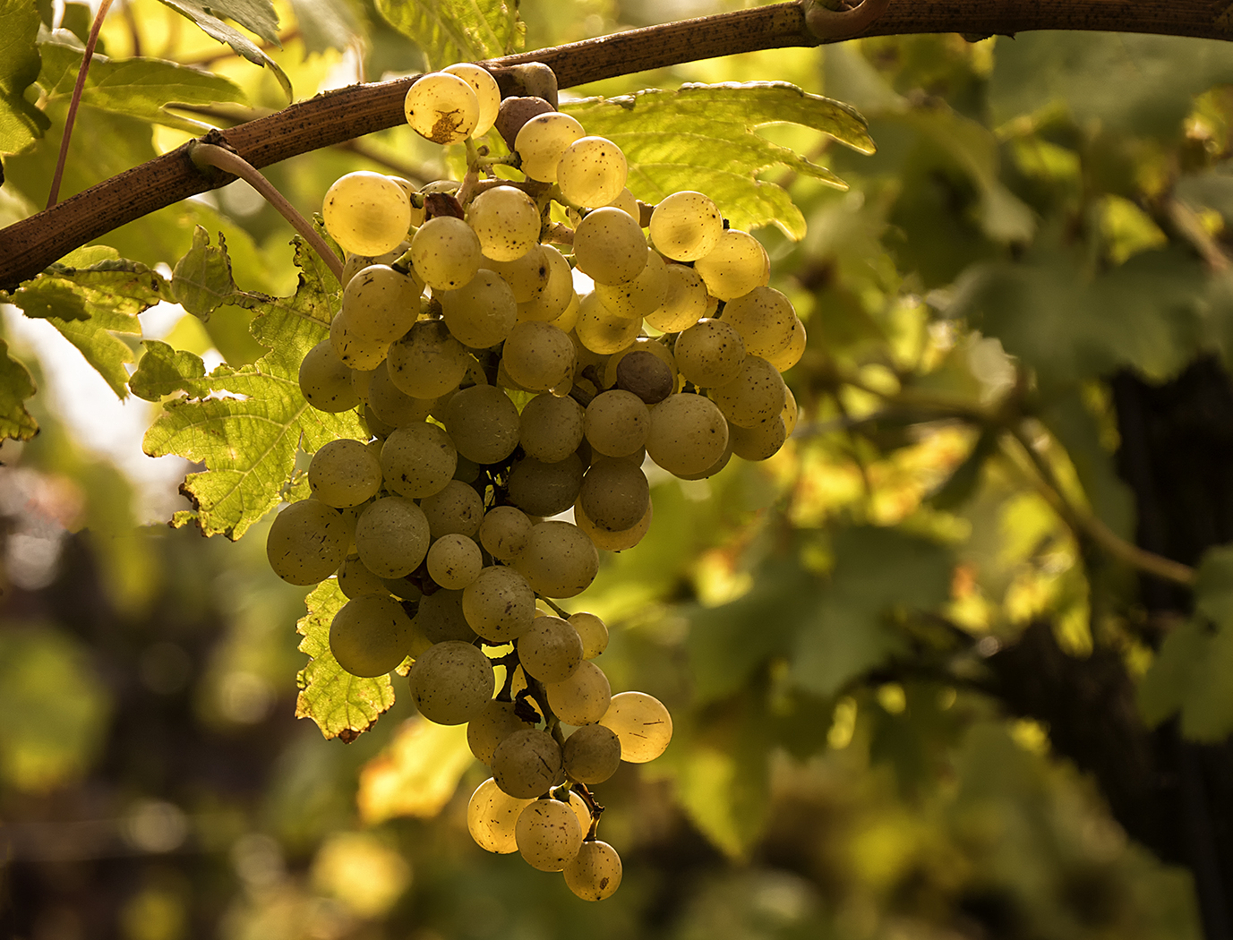 Es wird a Wein sein