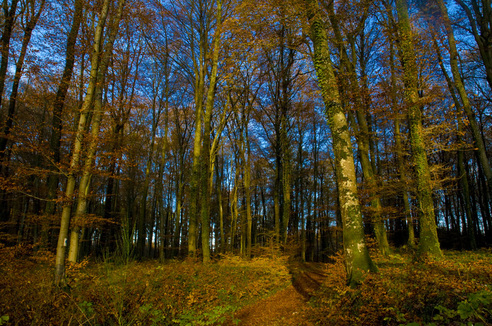 es wird Abend im Herbstwald