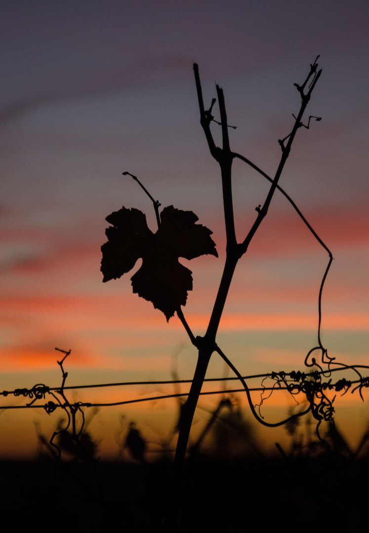 Es wird Abend im Rebberg