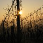 Es wird Abend im Weinberg