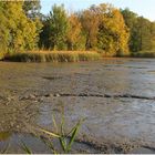 Es wird abgefischt in den Lausitzer Teichen ...