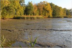 Es wird abgefischt in den Lausitzer Teichen ...