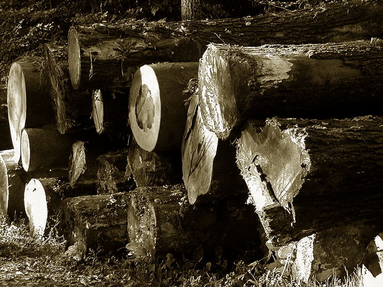 Es wird aufgeräumt.........im Wald