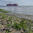 Es wird bunt auf der Elbe