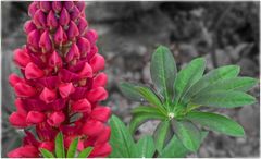 es wird bunt im Garten