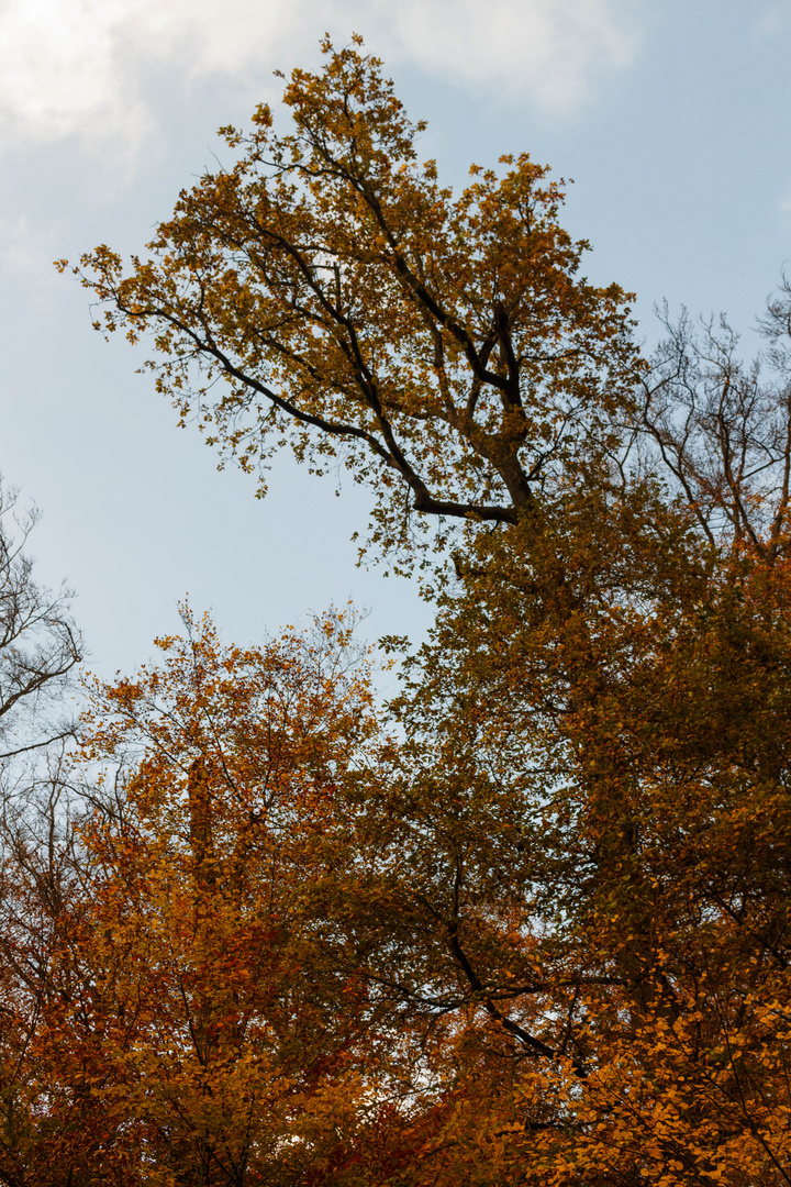 Es wird bunt im Wald