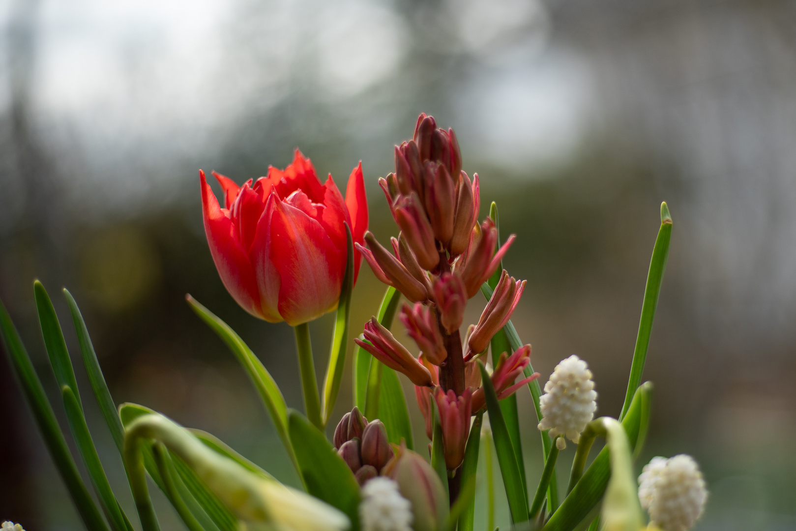 Es wird bunt in den Beeten