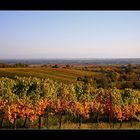 es wird bunt in der Pfalz.....