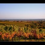 es wird bunt in der Pfalz.....