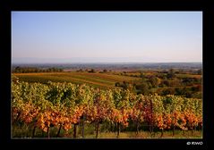 es wird bunt in der Pfalz.....