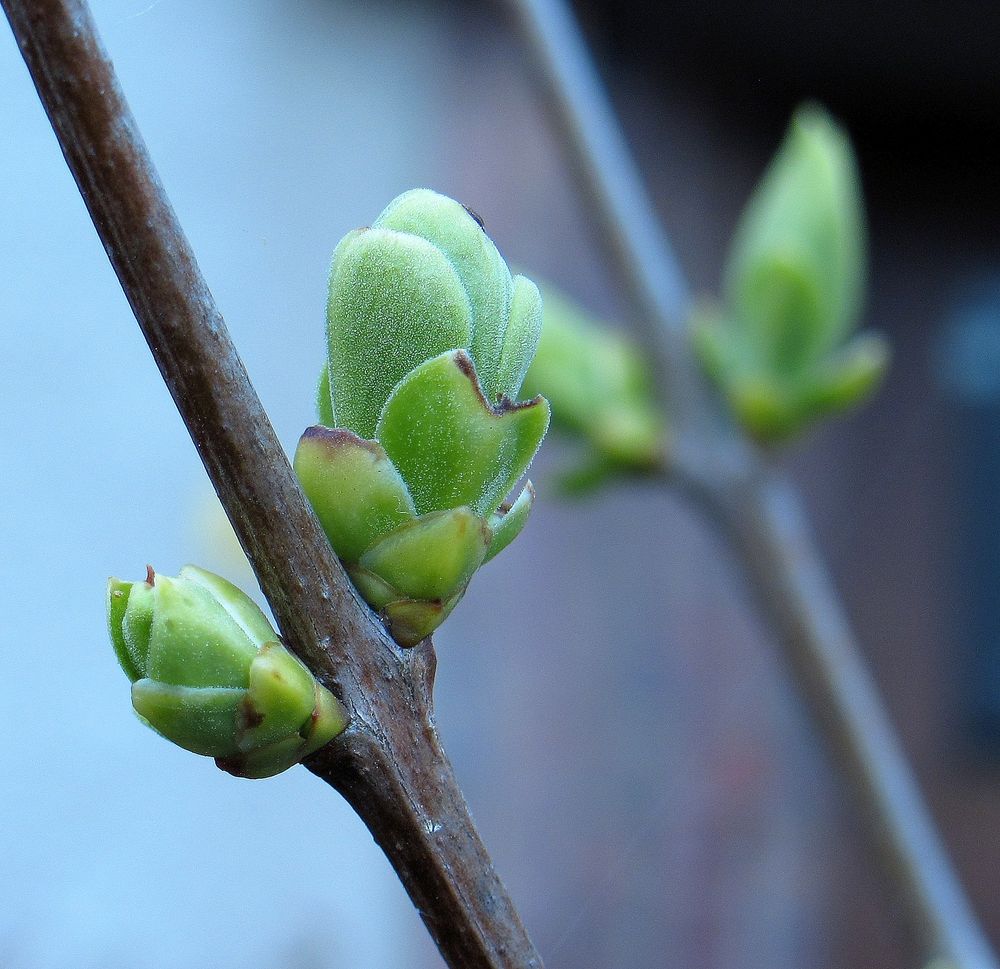 es wird doch Frühling