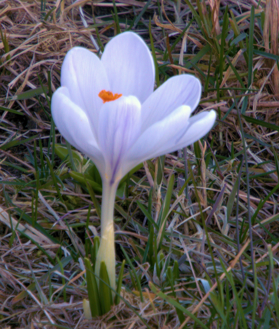 es wird doch Frühling am Kanal