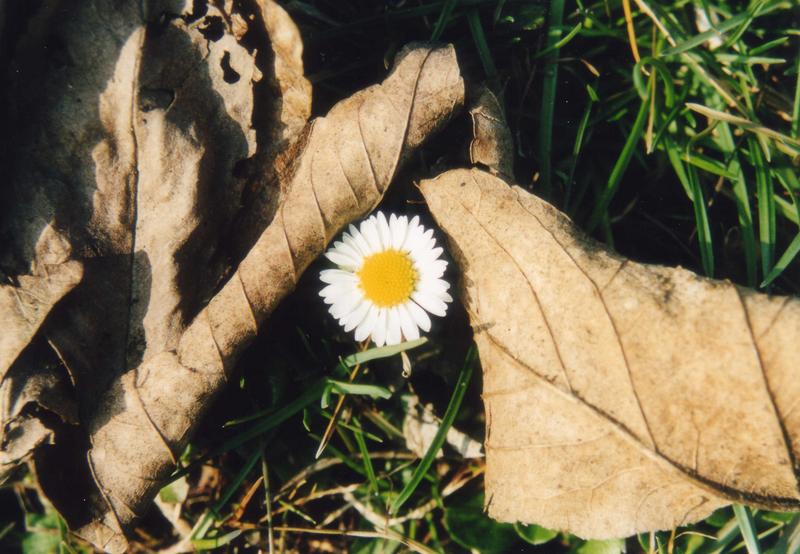 Es wird doch Frühling