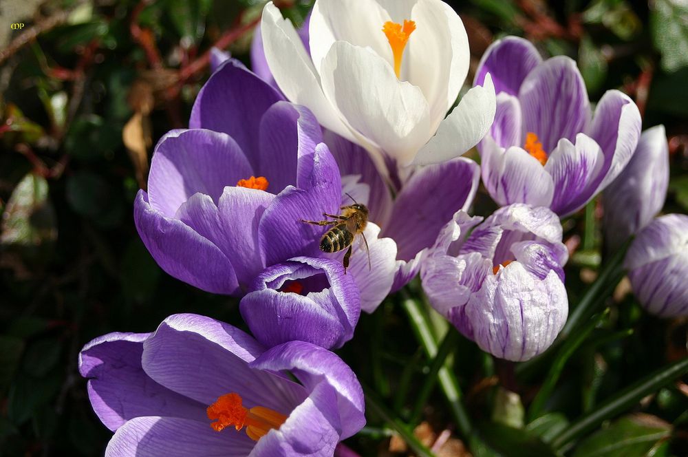 es wird doch nicht etwa schon Frühling ???