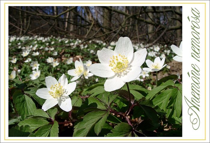 Es wird doch noch Frühling ...