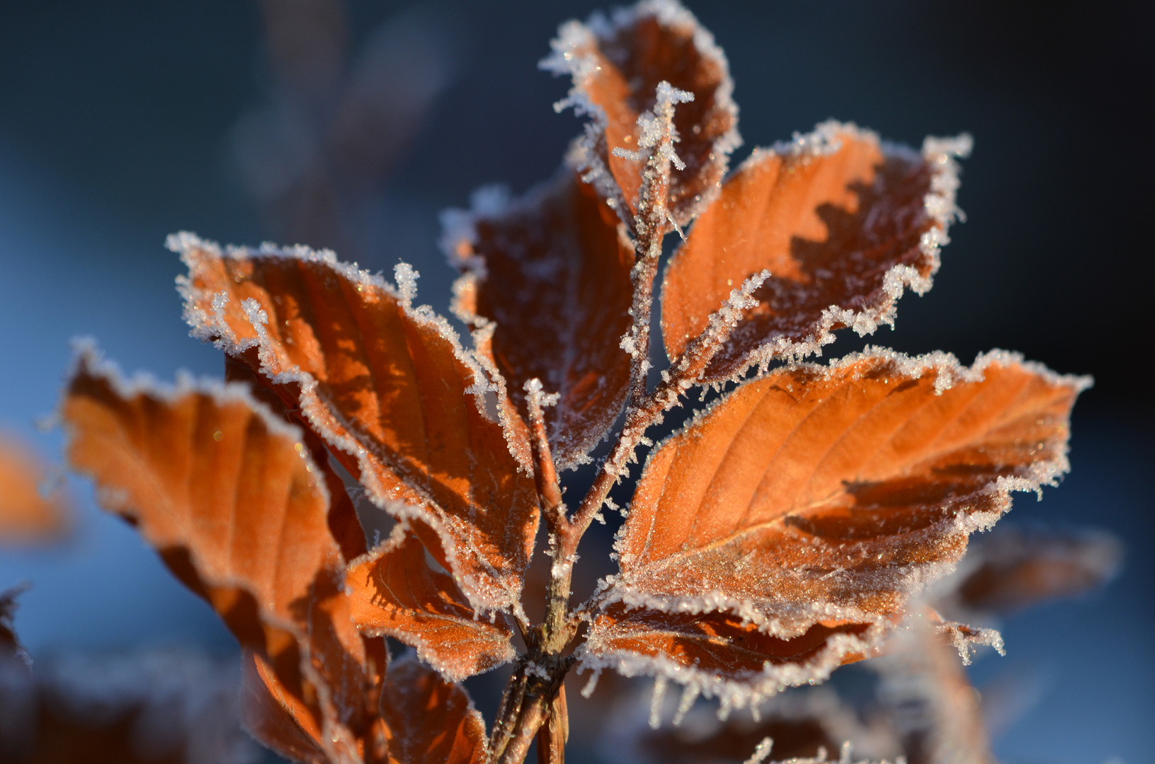 Es wird doch noch Winter