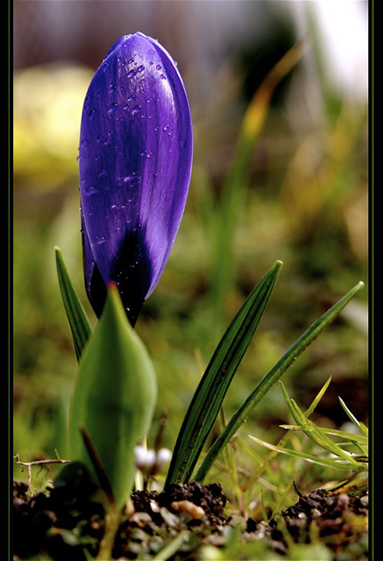 Es wird doch schon Frühling