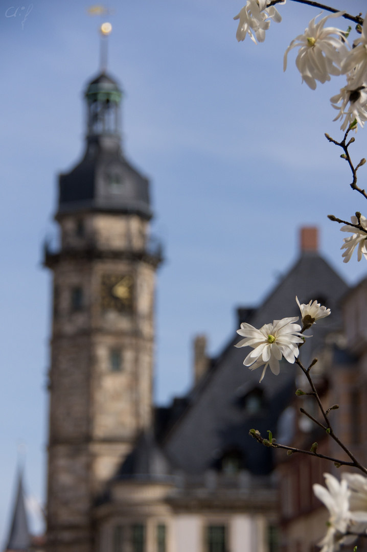 Es wird doch wieder Frühling