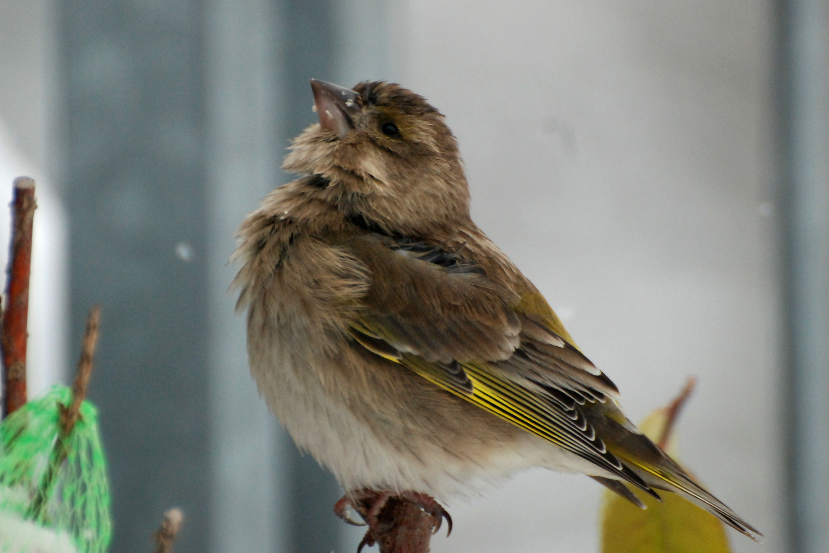 Es wird doch wohl einer mal endlich was ins Vogelhaus legen?