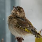 Es wird doch wohl einer mal endlich was ins Vogelhaus legen?