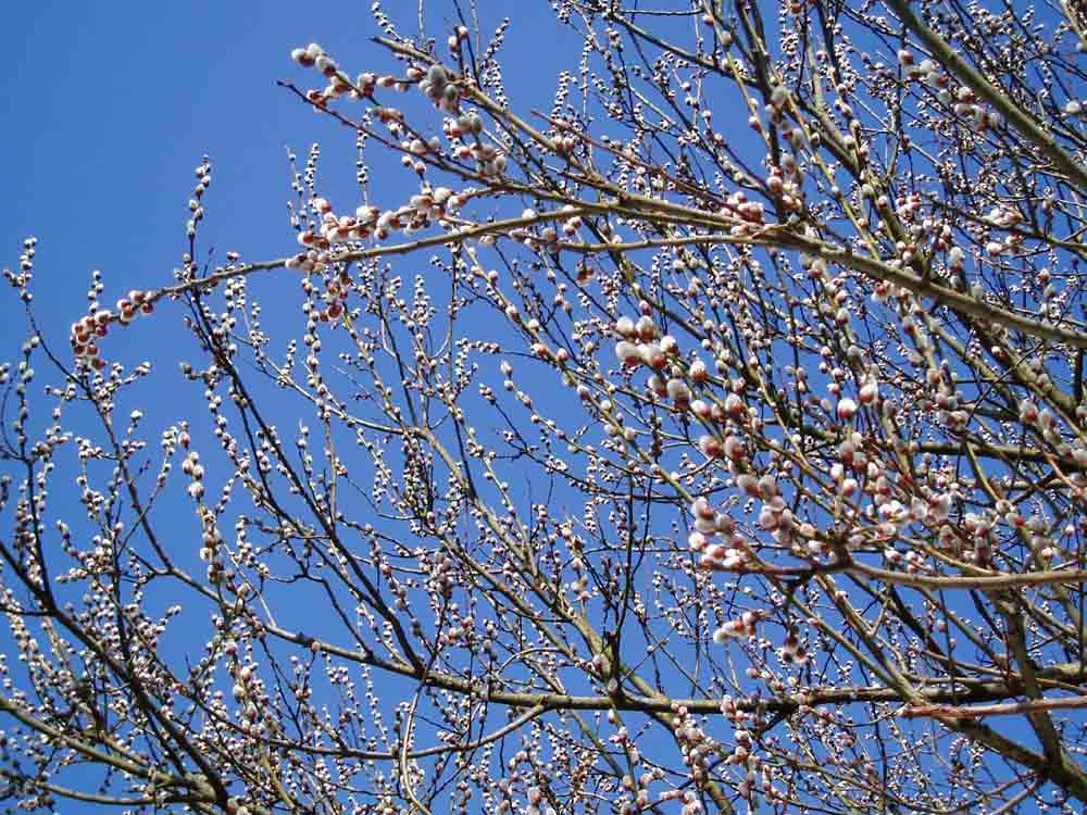 Es wird durch Frühling....