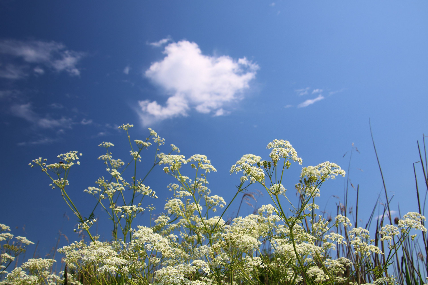 Es wird ein guter Sommer!