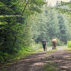 es wird ein Pferd ausgeführt