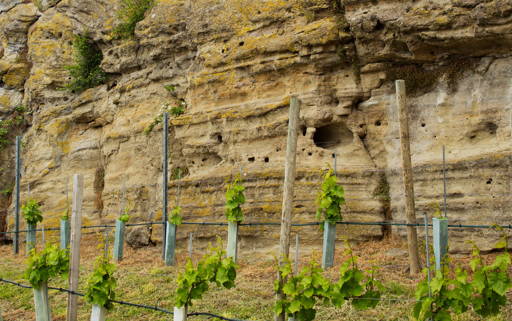 Es wird ein Wein sein, ein Burgwein