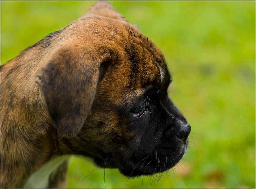 ....es wird einmal ein Boxer