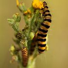 Es wird einmal ein wunderschöner Schmetterling