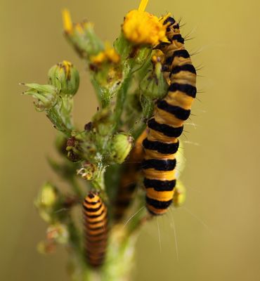 Es wird einmal ein wunderschöner Schmetterling
