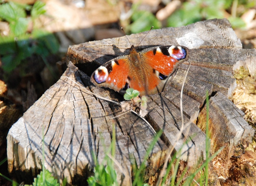 Es wird endlich Frühling