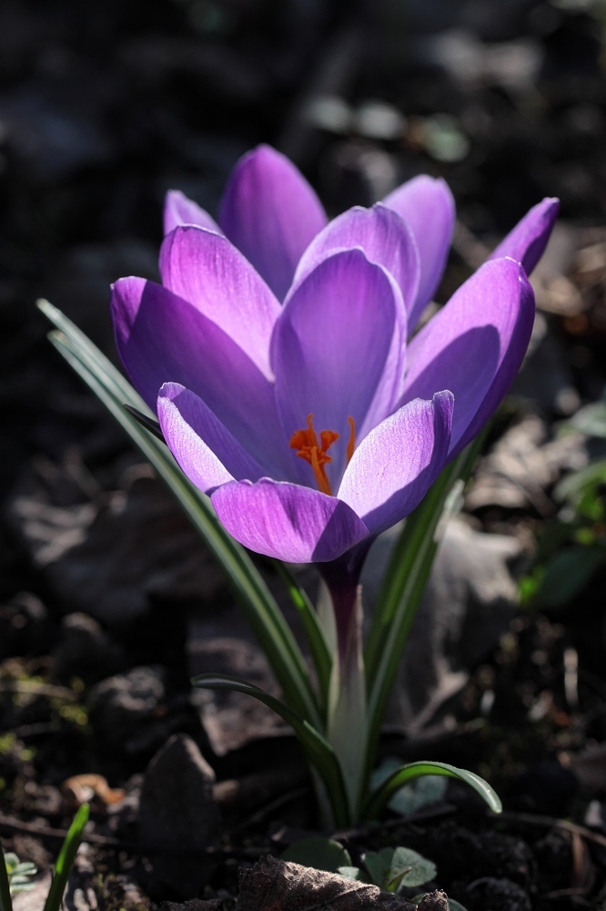 Es wird endlich Frühling ...