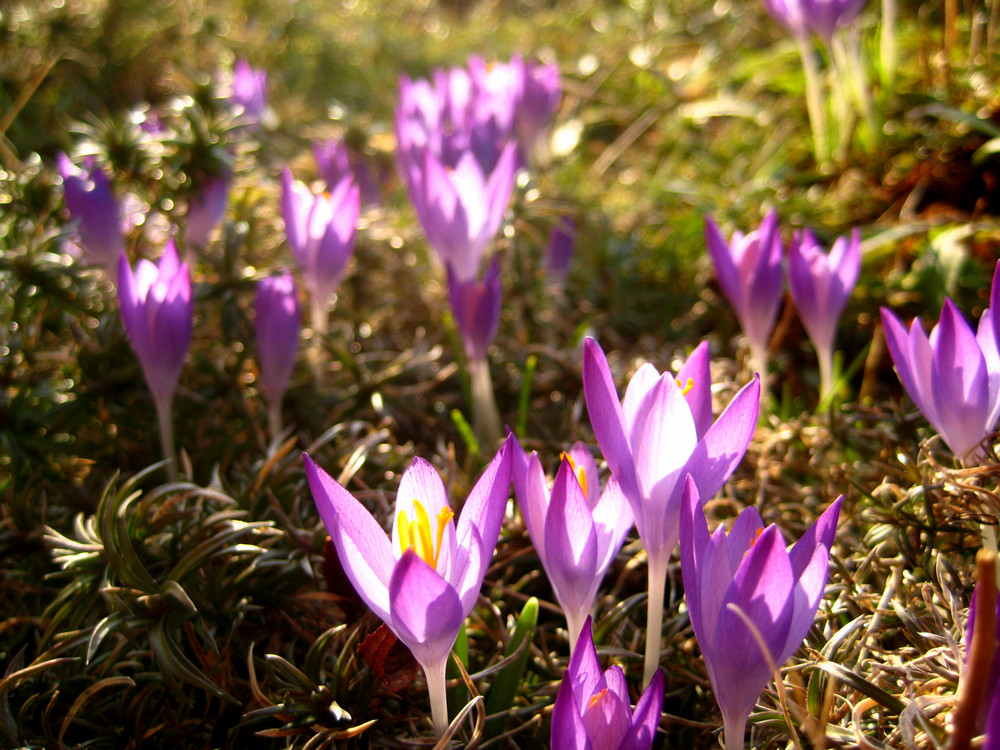 Es wird endlich Frühling :)