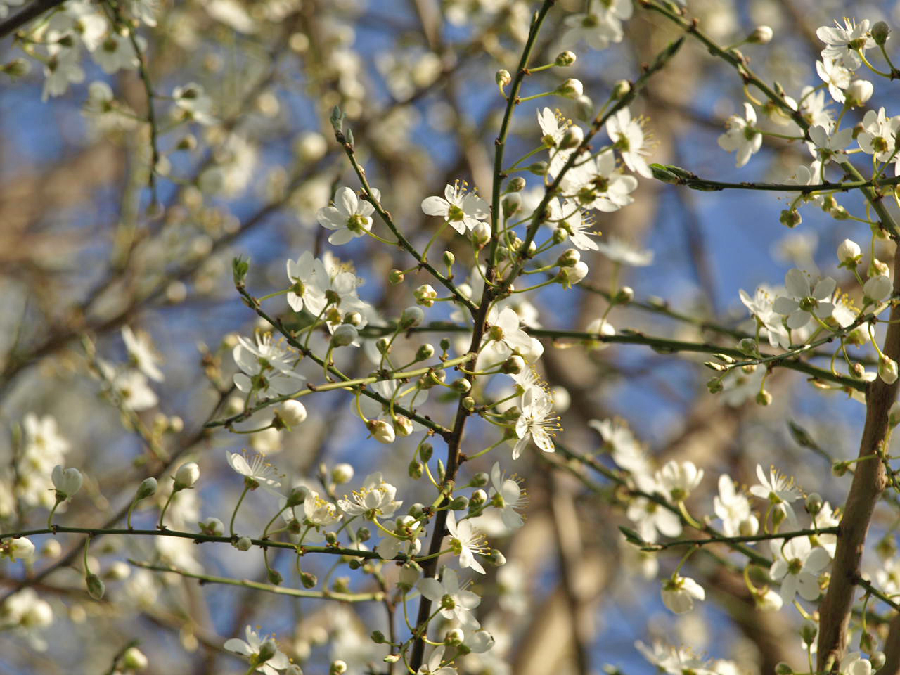 Es wird endlich Frühling.