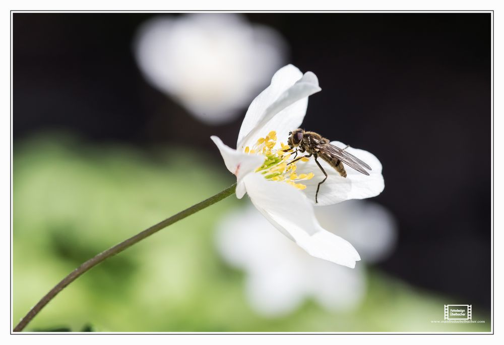 Es wird endlich Frühling