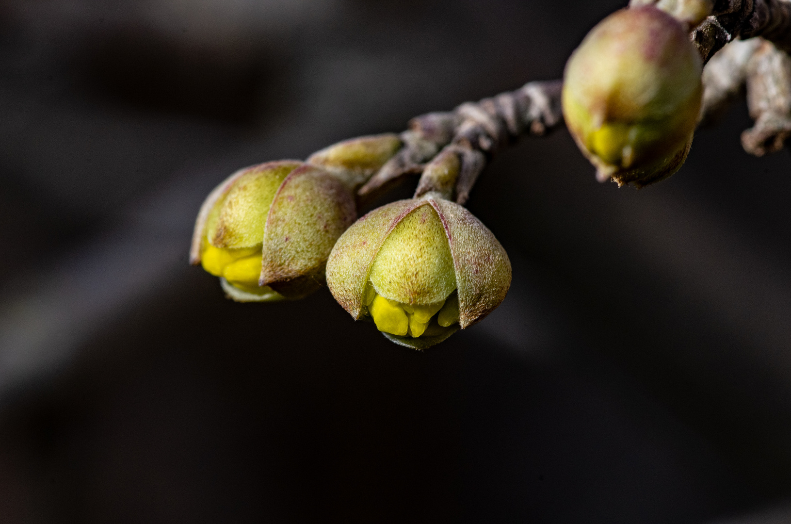 Es wird Frühling!