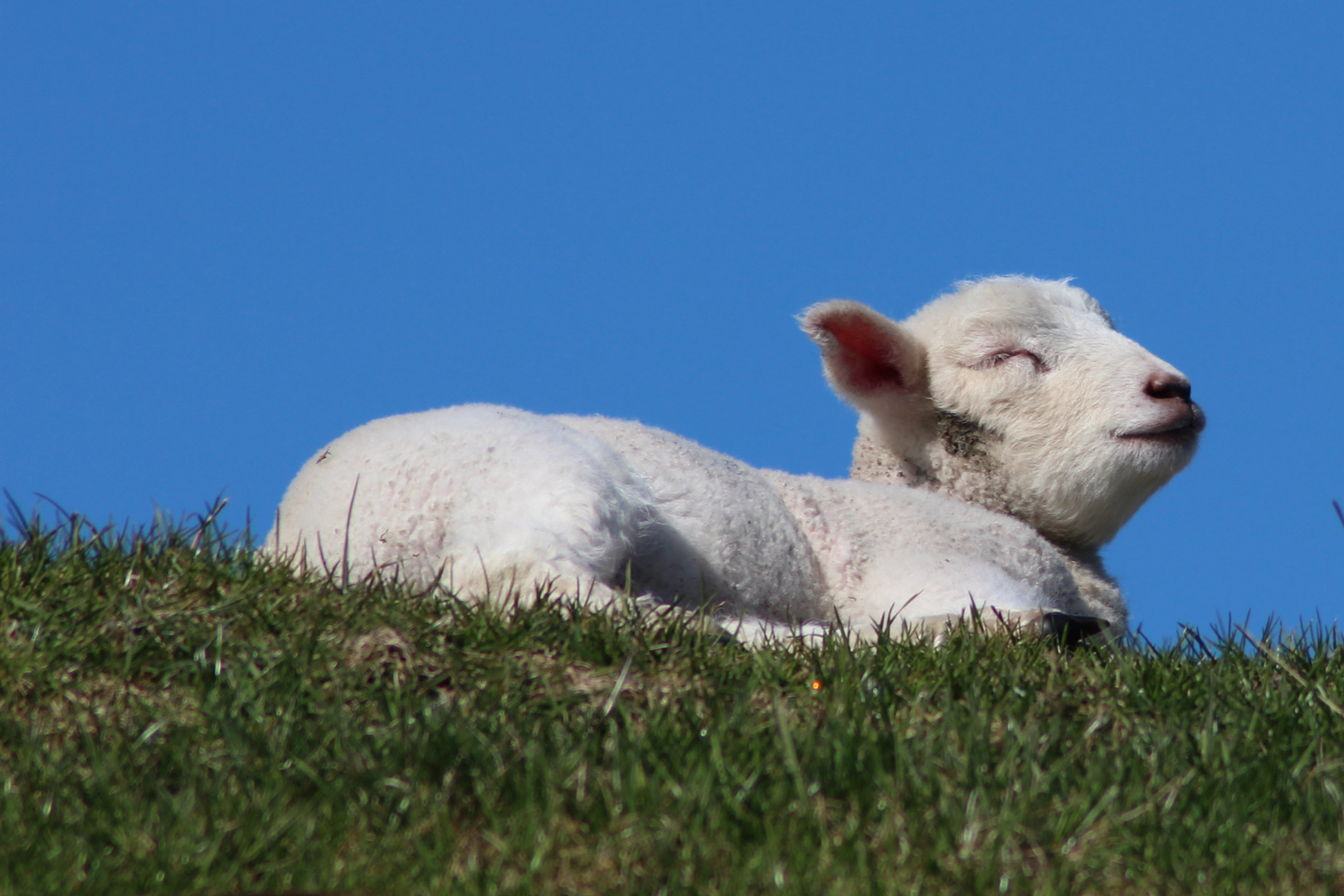 es wird Frühling...