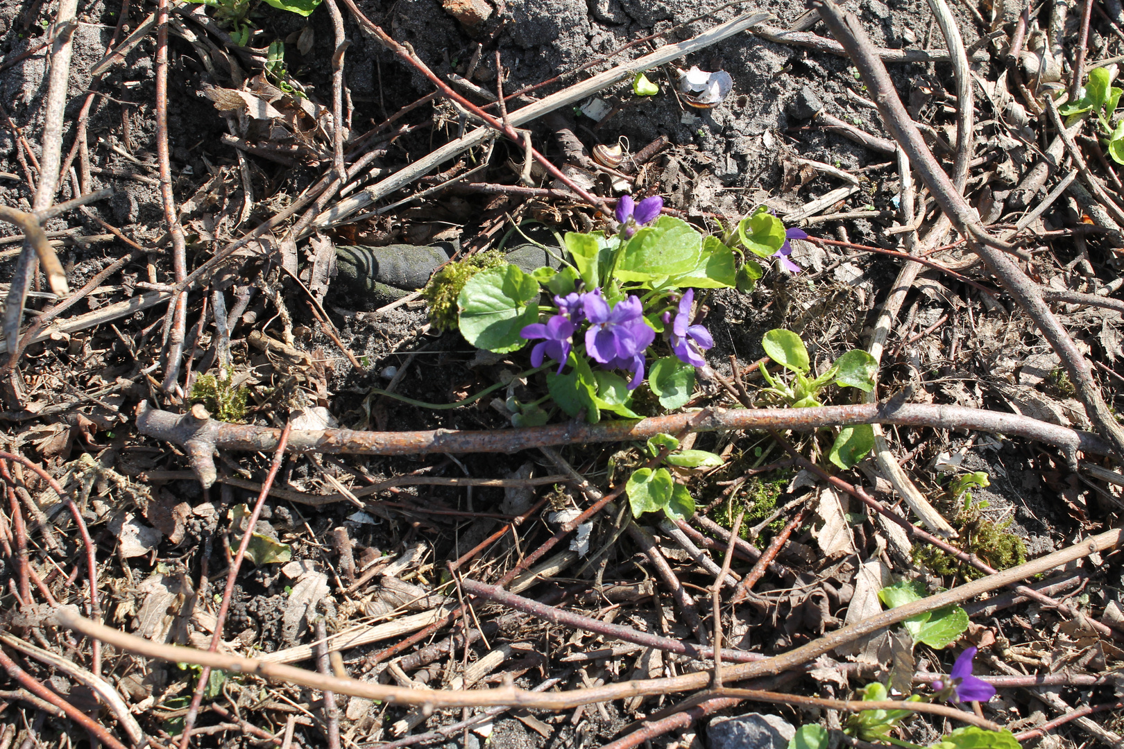 Es wird Frühling