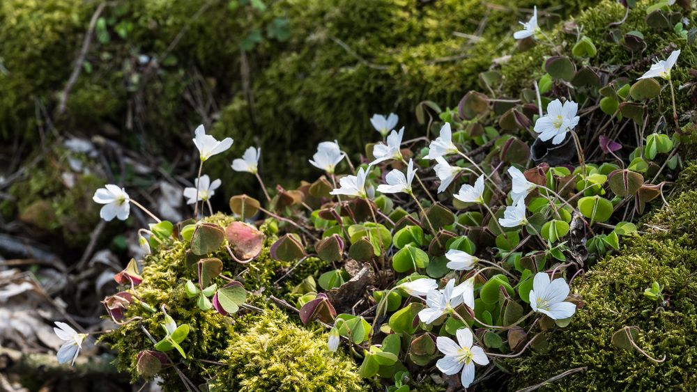 es wird Frühling