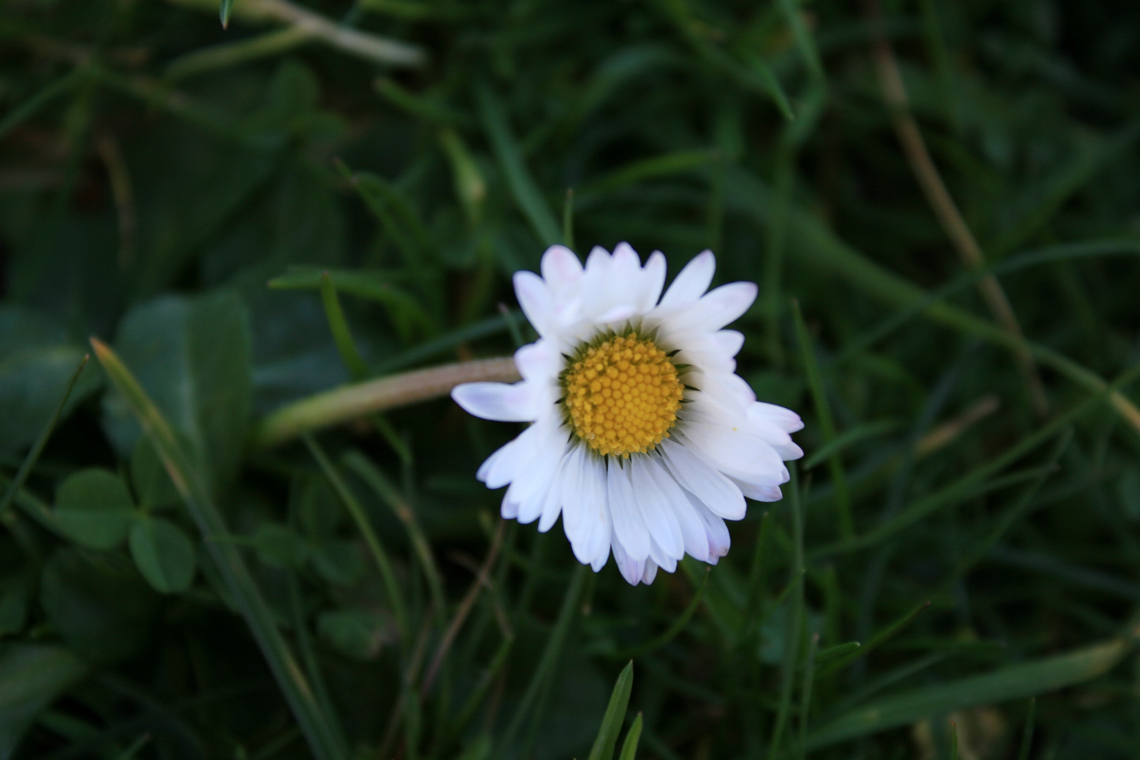 Es wird Frühling...