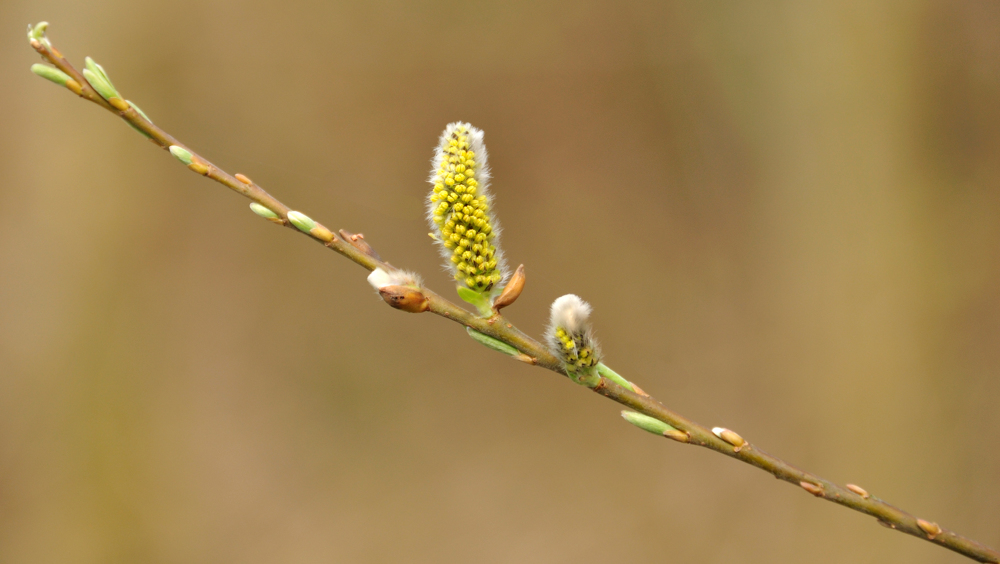 Es wird Frühling! (1)